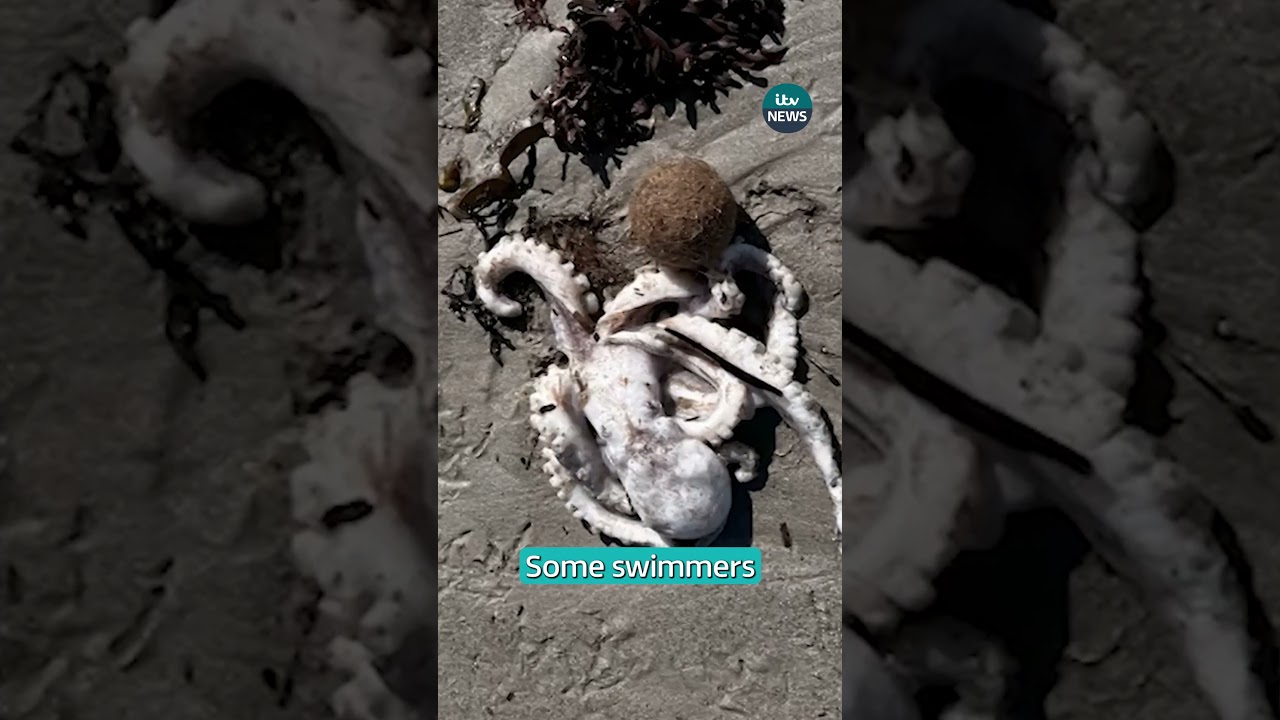 Why are thousands of sea creatures are washing up dead in Australia?  | ITV News