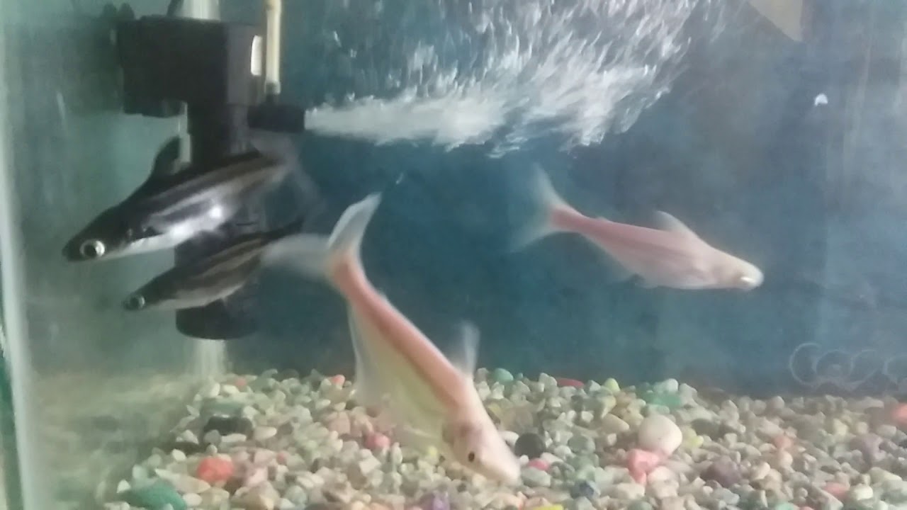 Shark fish in goppenahalli