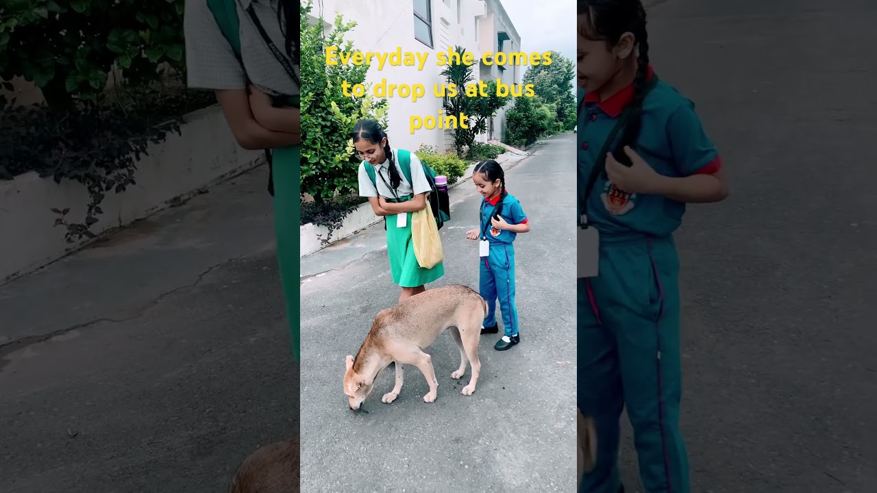 Our Stray dog drops us everyday at bus pickup point #dog
