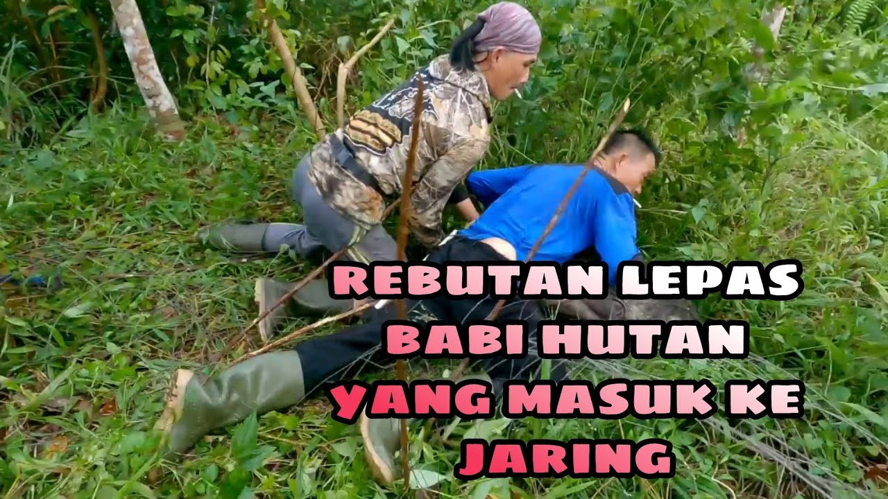 BERBURU BABI HUTAN;(PART#1).DUA EKOR ANAKAN IKUT DI BELAKANG INDUKNYA.