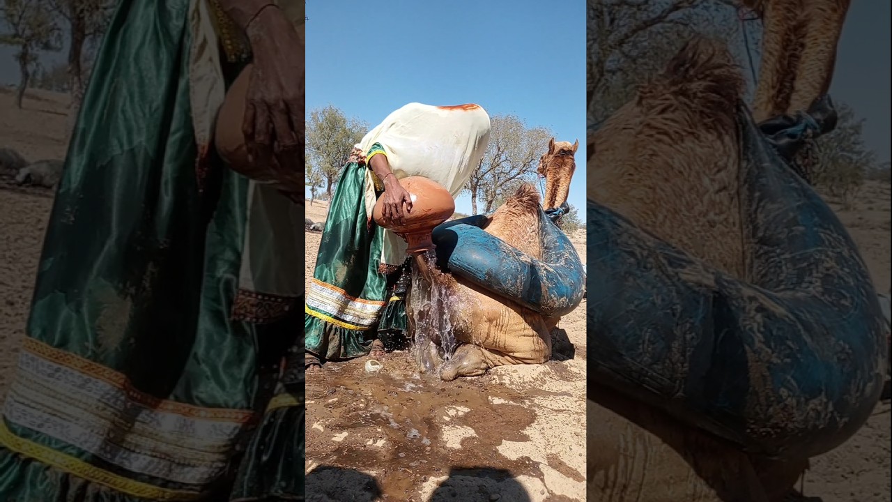 رحمةُ امرأةٍ في قلبِ الصحراء تُنعشُ جملها بالماءِ البارد