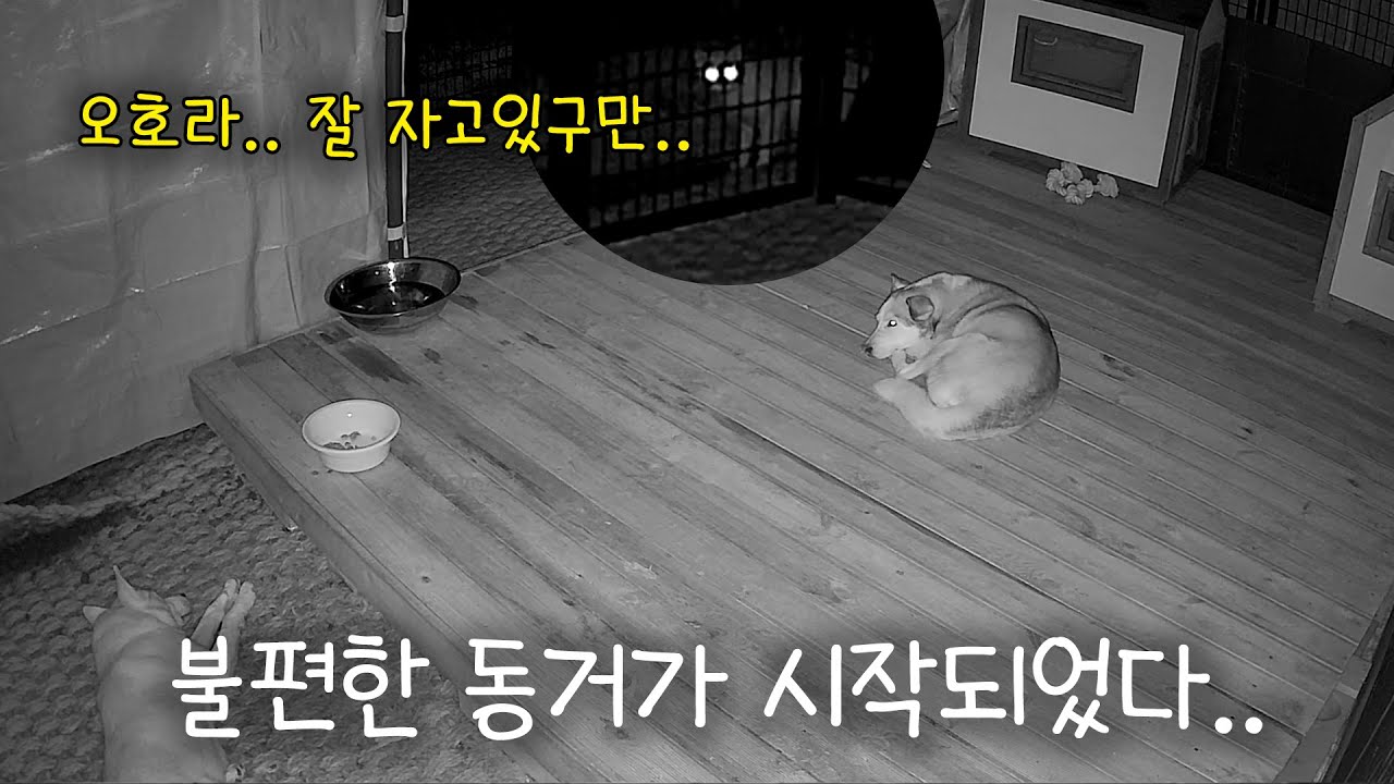 불편한 동거가 시작되었다..