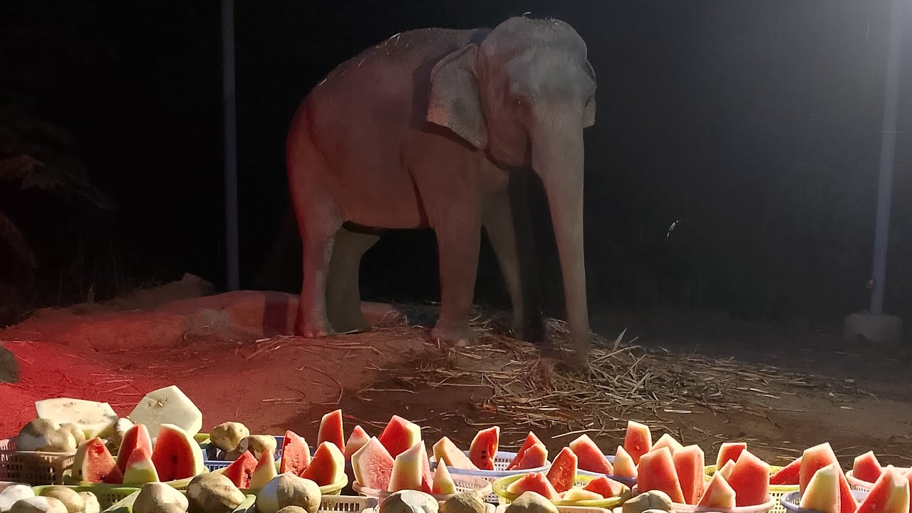 @พังปุ๊กกี้พี่แม่สร้อยผลไม้หวานๆสมทบคะแนนอาหารช้างต้นสับปะรดหญ้าเนเปียร์