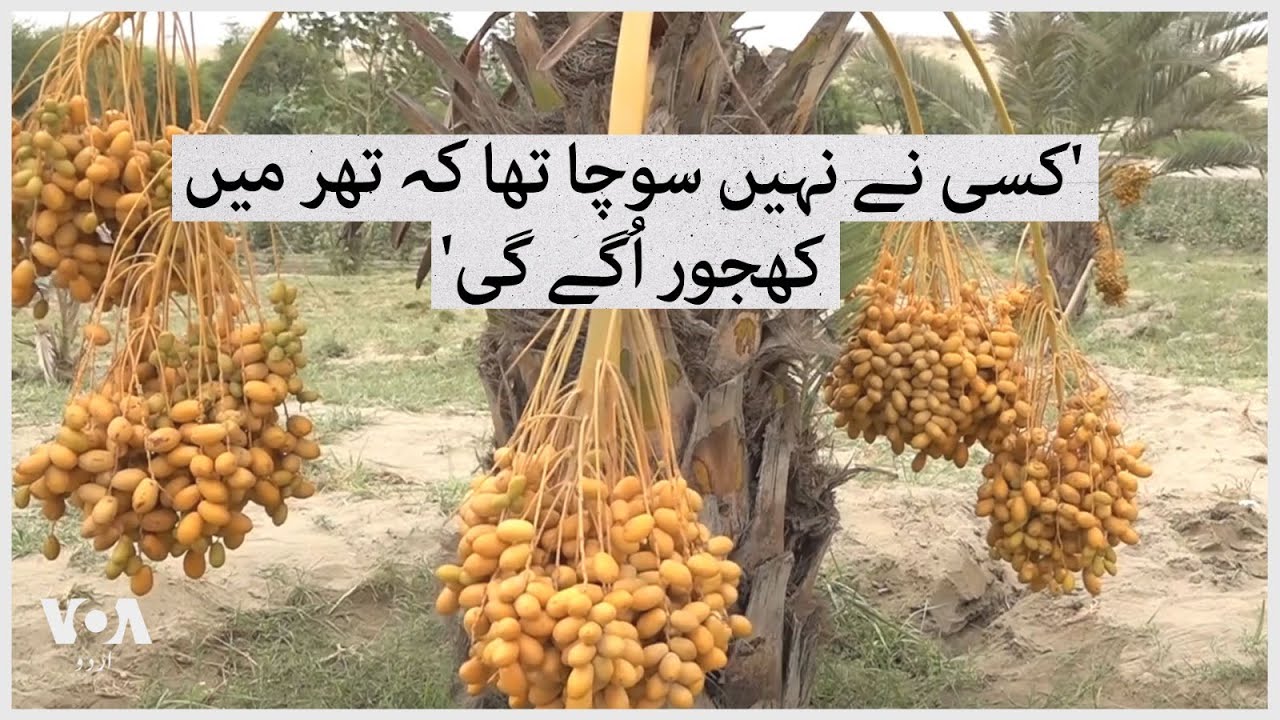 Date palm cultivation in Thar bear fruits