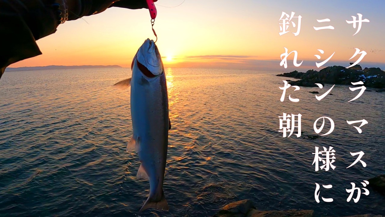 【サクラマス釣り】エックスデーだとこんな感じで釣れます