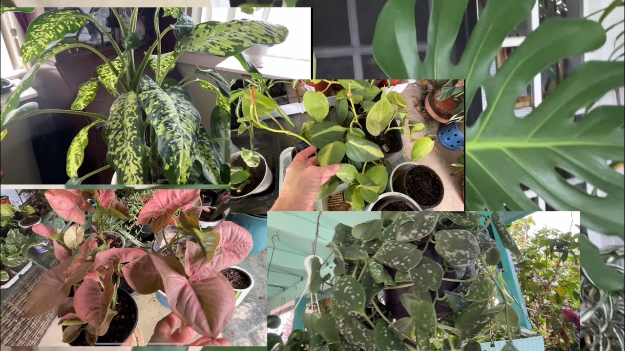 Plantas de poca luz poco riego que no pude dejar de comprarlas.