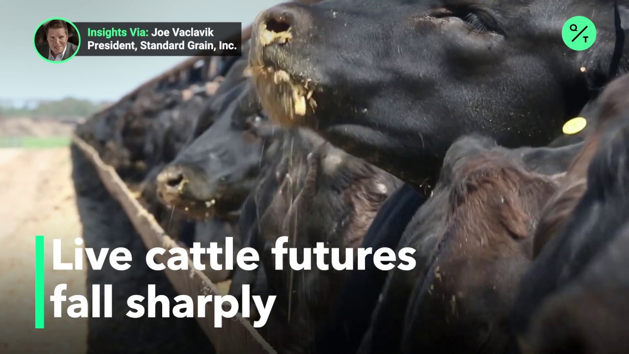 Live cattle futures fall sharply after long rally