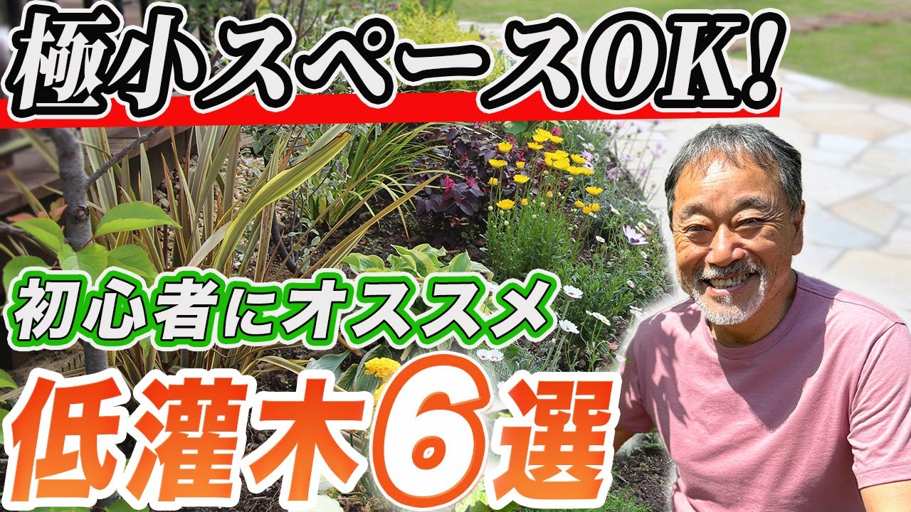 【狭い庭でもOK】初心者でも管理が楽な低木6品種をご紹介!お庭をオシャレにする植木をプロが厳選!【お庭】【外構】【植栽】【植物】