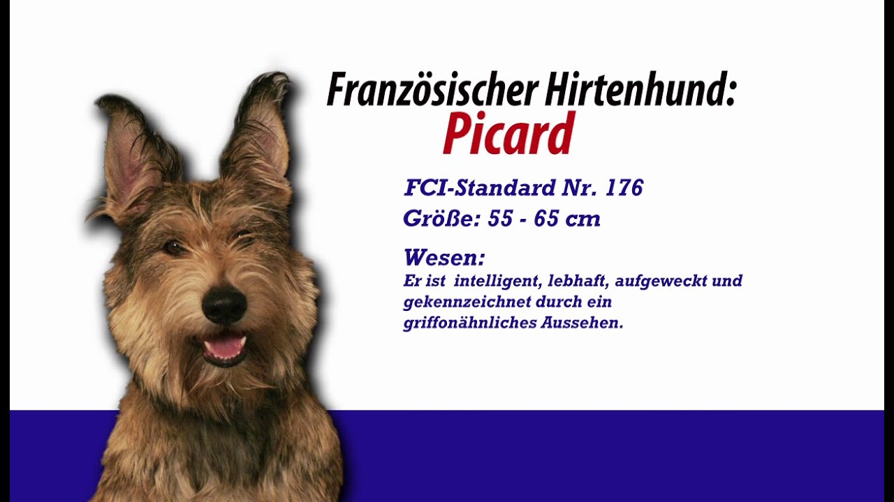 Meister PETz TV - Franz&ouml;sische Hirtenhunde Picard