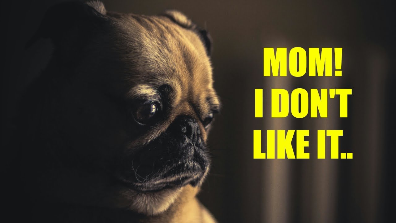 9 Things Your Dog Absolutely hates (You May Never Knew)