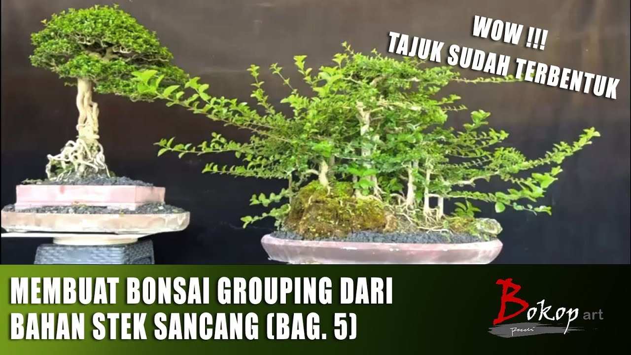 MEMBUAT BONSAI GROUPING DARI BAHAN STEK SANCANG (bag. 5)