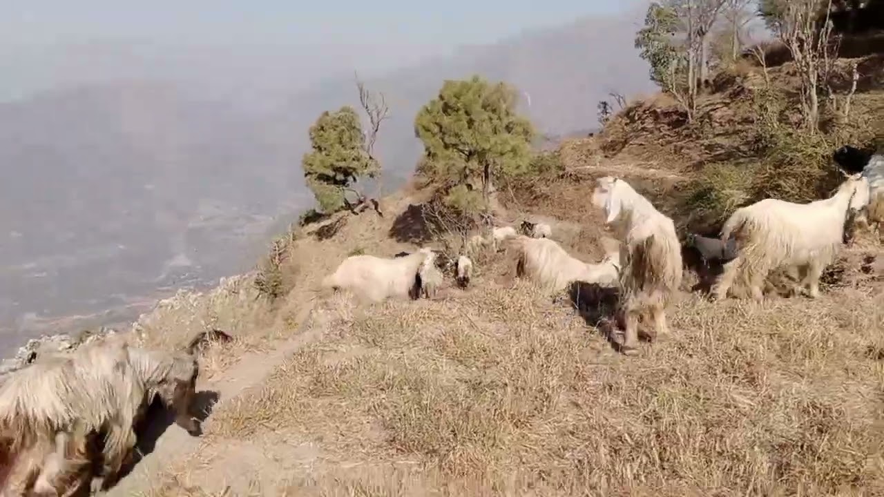 बकरियां भूखी मर जाएगी || बारिश बिना धरती जल रही है Himalayan shepherd Himalayan got