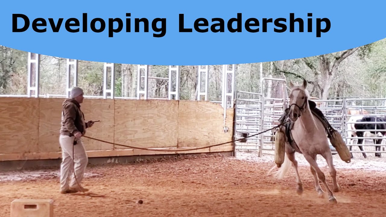 This horse needs a leader