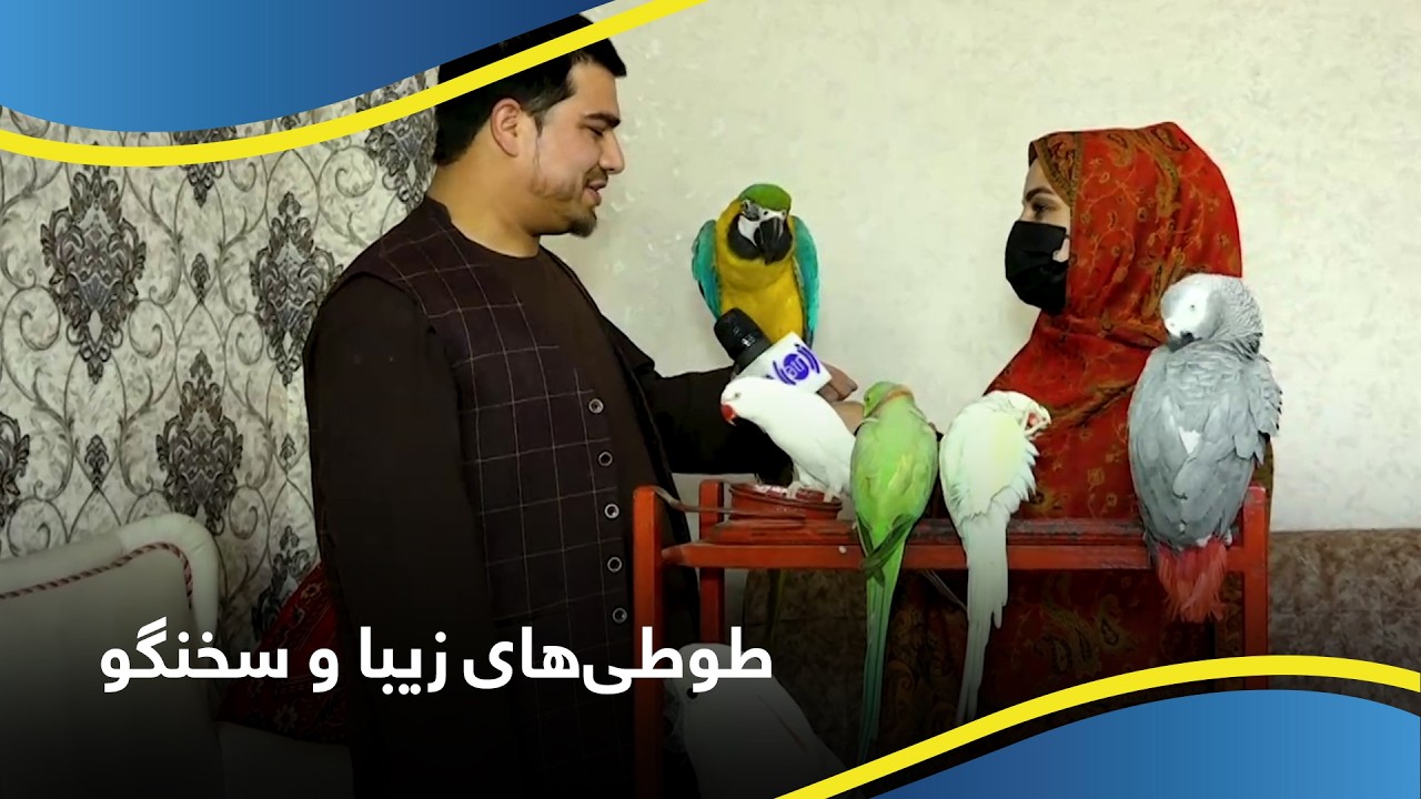 طوطی‌های زیبا و سخنگو🦜✨