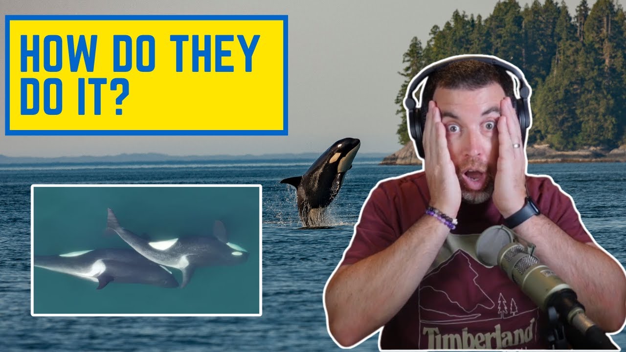 Orca Allokelping: Newly Documented Mutual Grooming Tool Use in Marine Mammals
