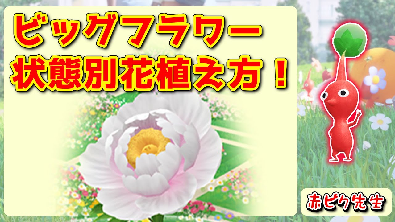 【ピクミンブルーム】(間違いあり)ビッグフラワー状態別花植え方！【Pikmin Bloom】