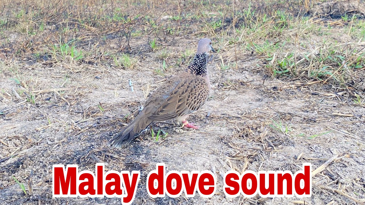 Malay dove sound