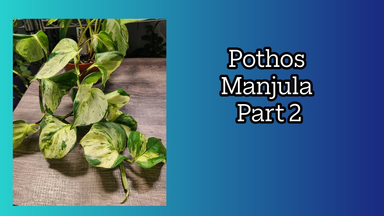 Pothos Manjula update