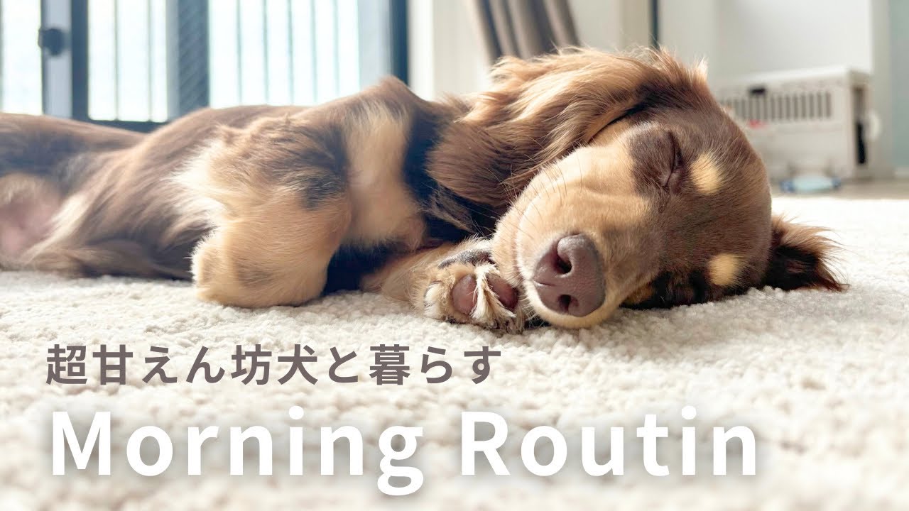 20代同棲カップルと甘えん坊ダックスのモーニングルーティン