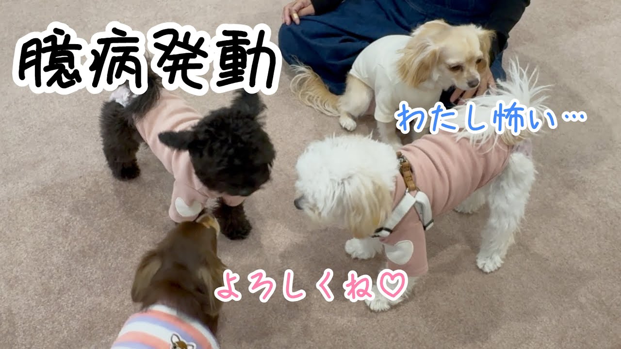 2026年初ドッグラン！他のワンちゃんに圧倒されるうるえるが可愛すぎた♡