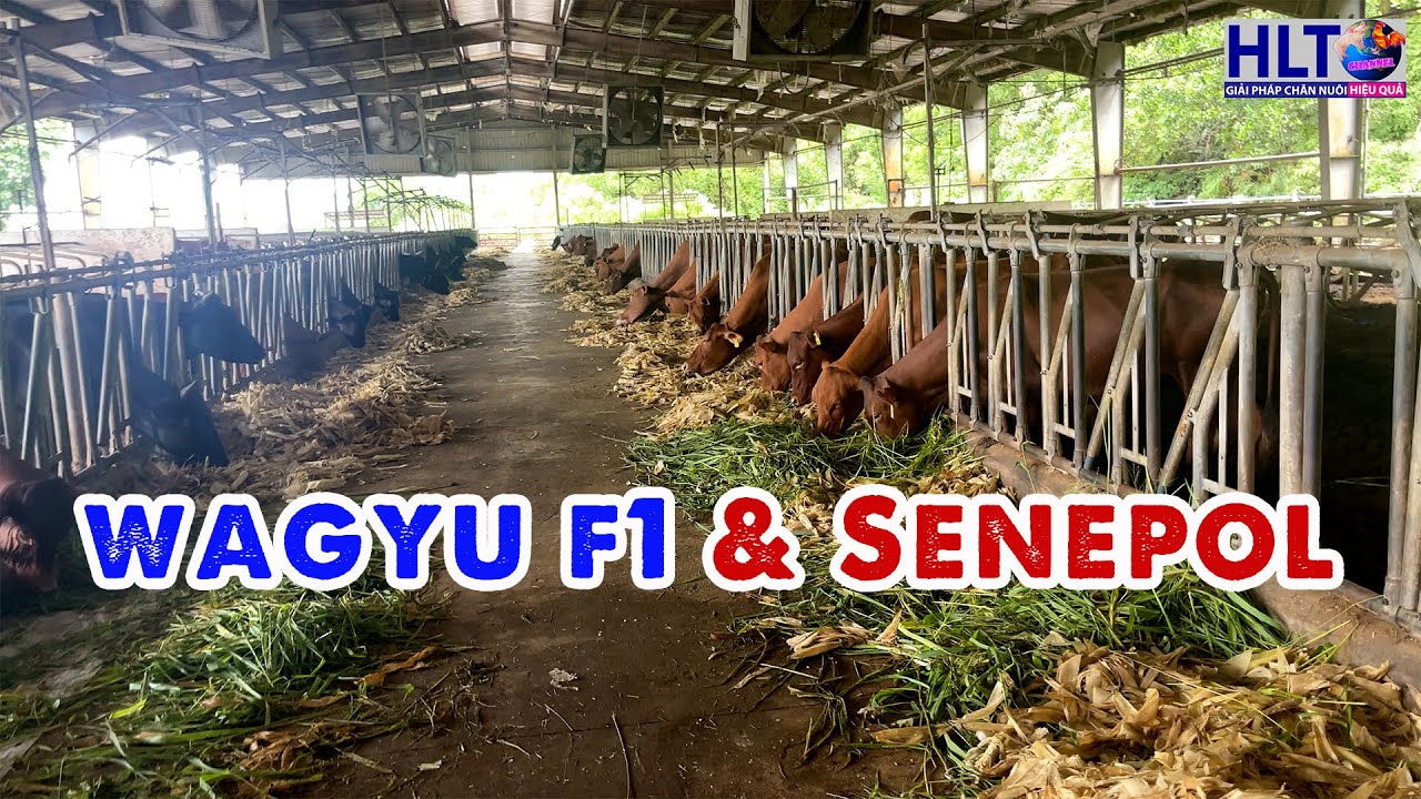 Thăm Trung Tâm Nghiên Cứu Bò, Nuôi Toàn Bò WAGYU & Senepol Sinh Sản