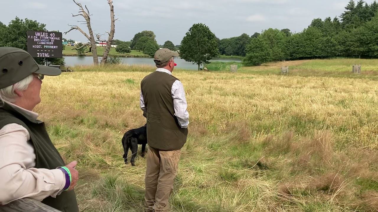 FTCH STAUNTONVALE BUCKWHEAT of LLANGYNIDR