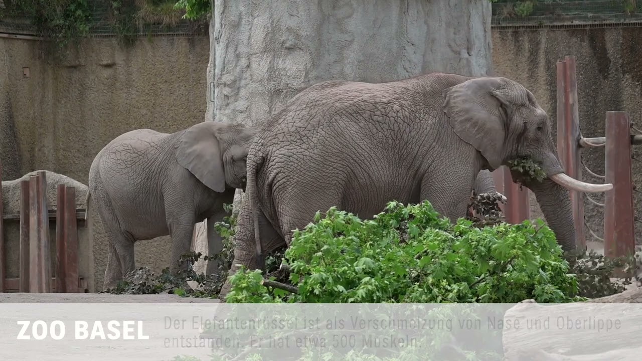 Eine Extraportion Äste für die Afrikanischen Elefanten im Zolli