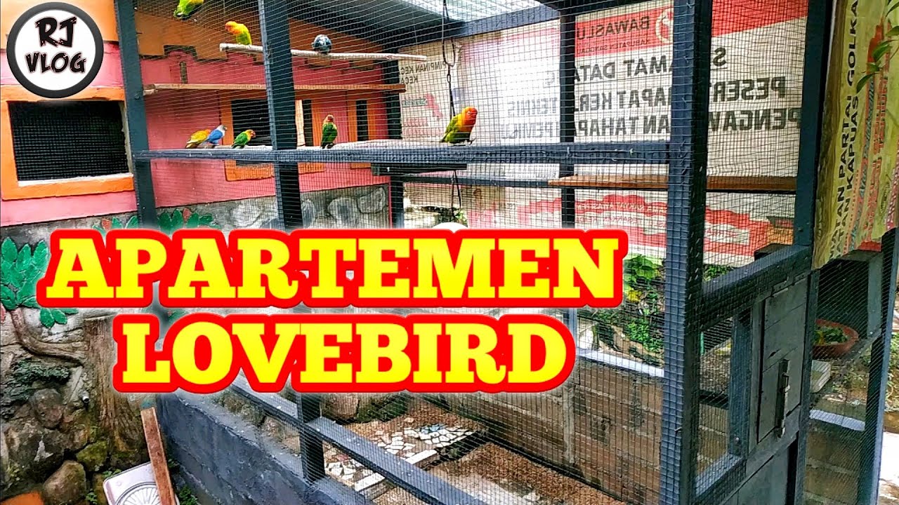 Kandang Lovebird koloni yang baik dan benar