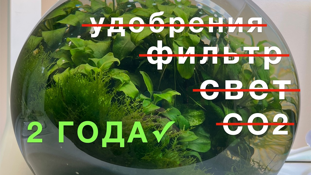 5 Литров БЕЗ Фильтра: Живёт 2 года сам по себе
