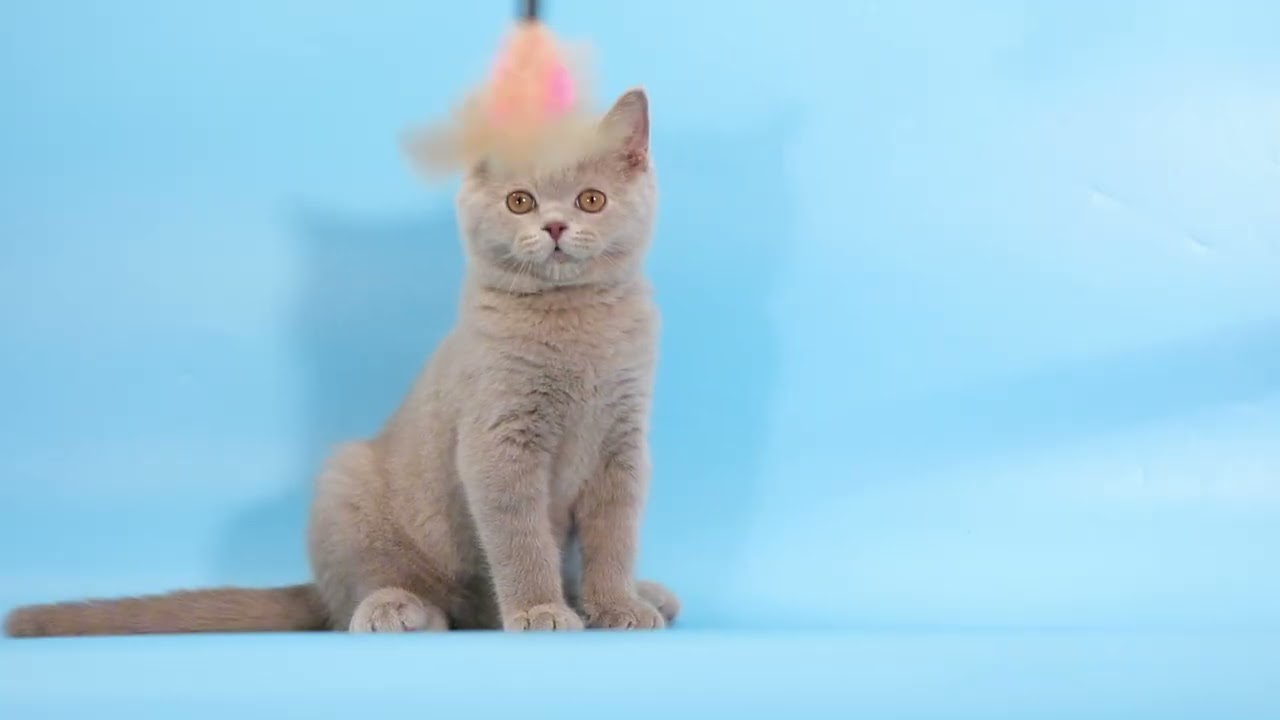 ดช Cola British Shorthair c lilac 2.5 months