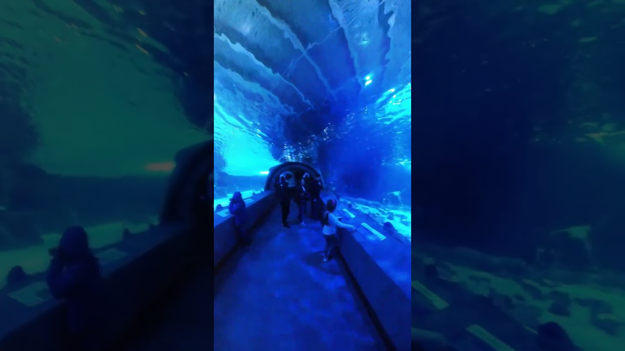 Under Water Tunnel #aquarium #cincinnati #cincinnatidiaries #newportaquarium #usa #usatrip #travell
