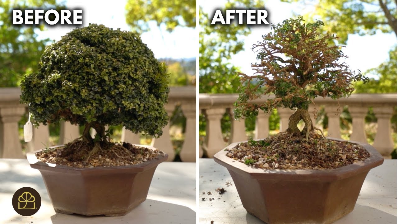 Переделка бонсай из самшита Кингсвилла, купленного на аукционе | Значительная обрезка и редизайн