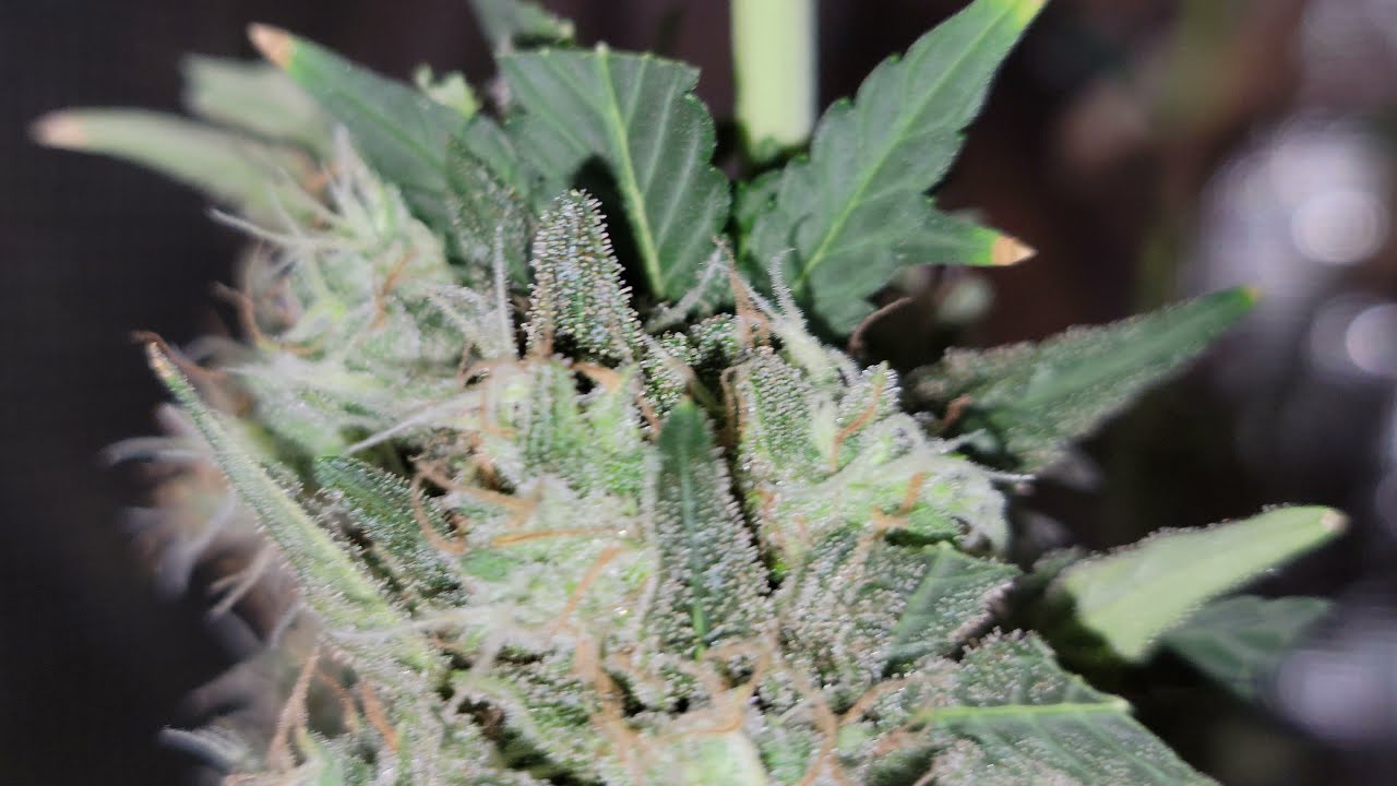 Ethos multipass GMO cookies s21 ultra 8k