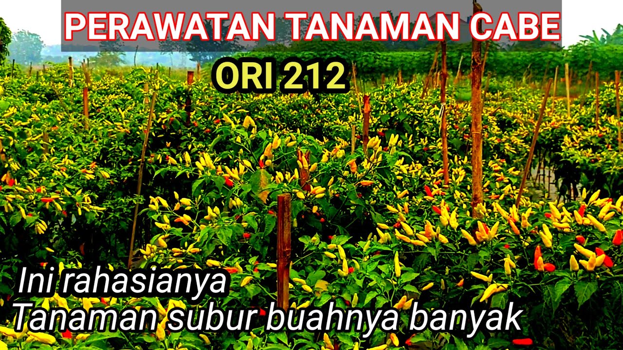 COBA PUPUK INI !! SUPAYA CABE TUMBUH TUNAS BARU ,BUAH MENJADI BANYAK‼️