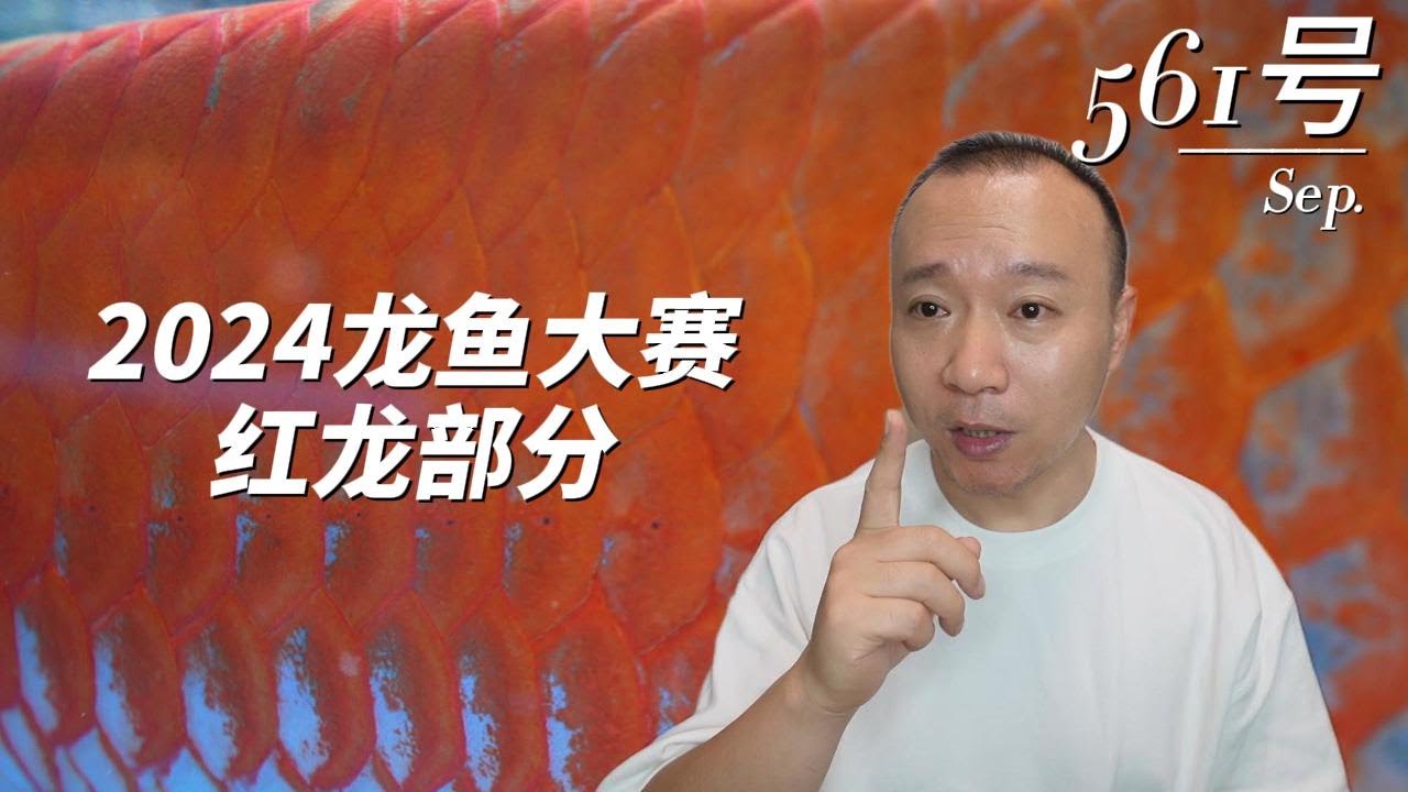 #561 参观龙鱼大赛，解答鱼友红龙比赛疑问