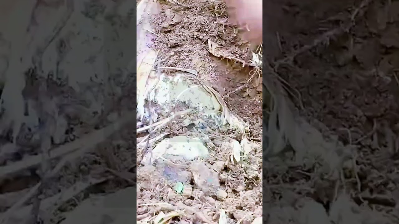 Deep Roots: The Satisfying Manual Harvest! ⛏️🌿 #farmoratv #nature #asmr