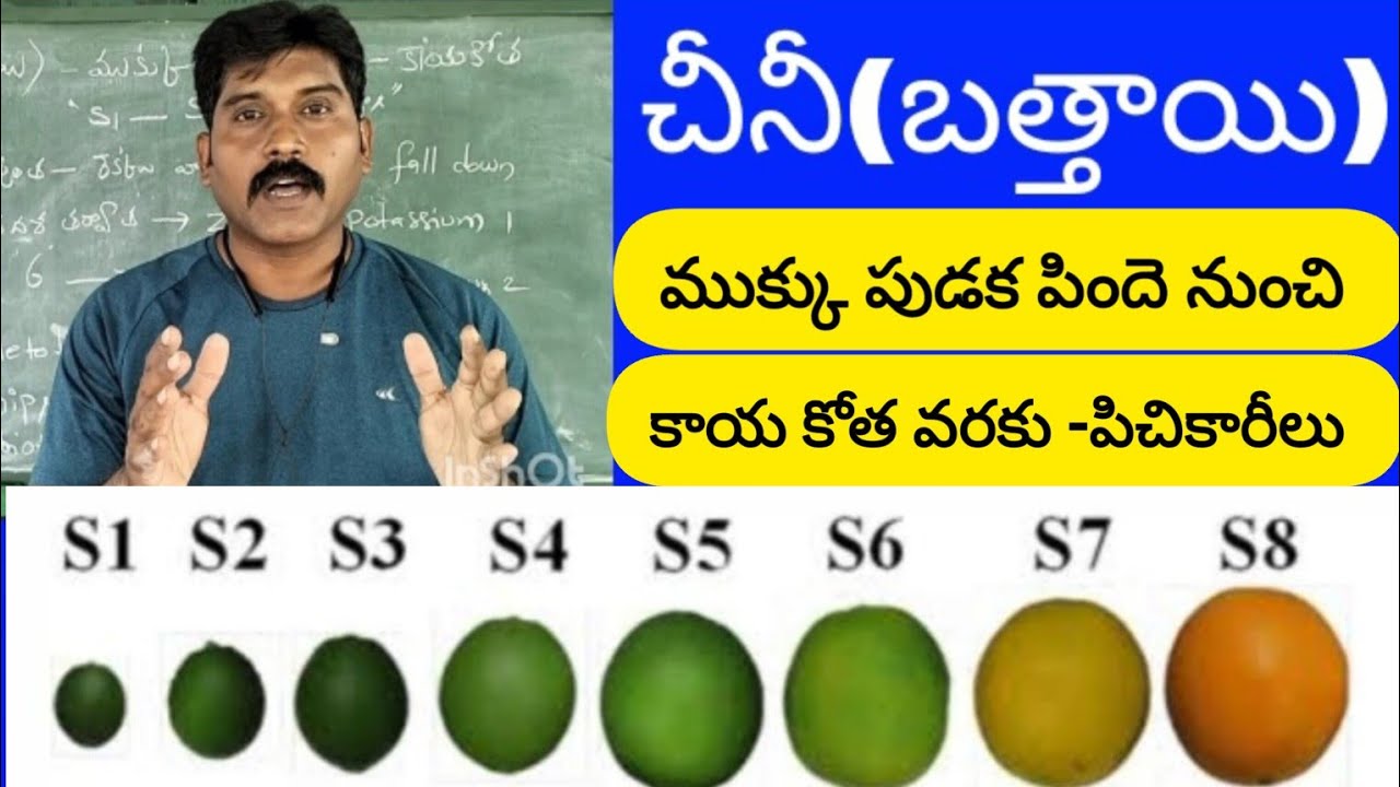 చీనీ(బత్తాయి) ముక్కు పుడక పిందె నుంచి కాయ కోత వరకు చేయవలసిన పిచికారీలు (8- Spraying formula's).