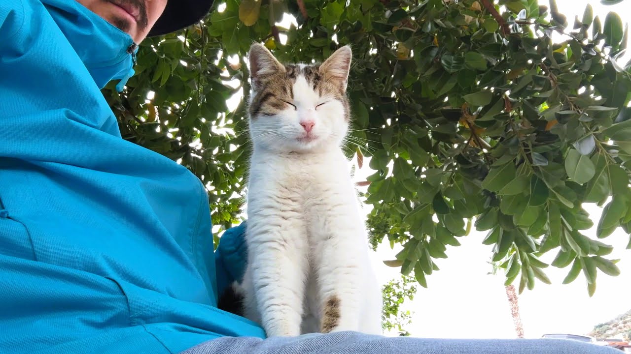 This Sweet Cat Thought My Lap Was Her Bed