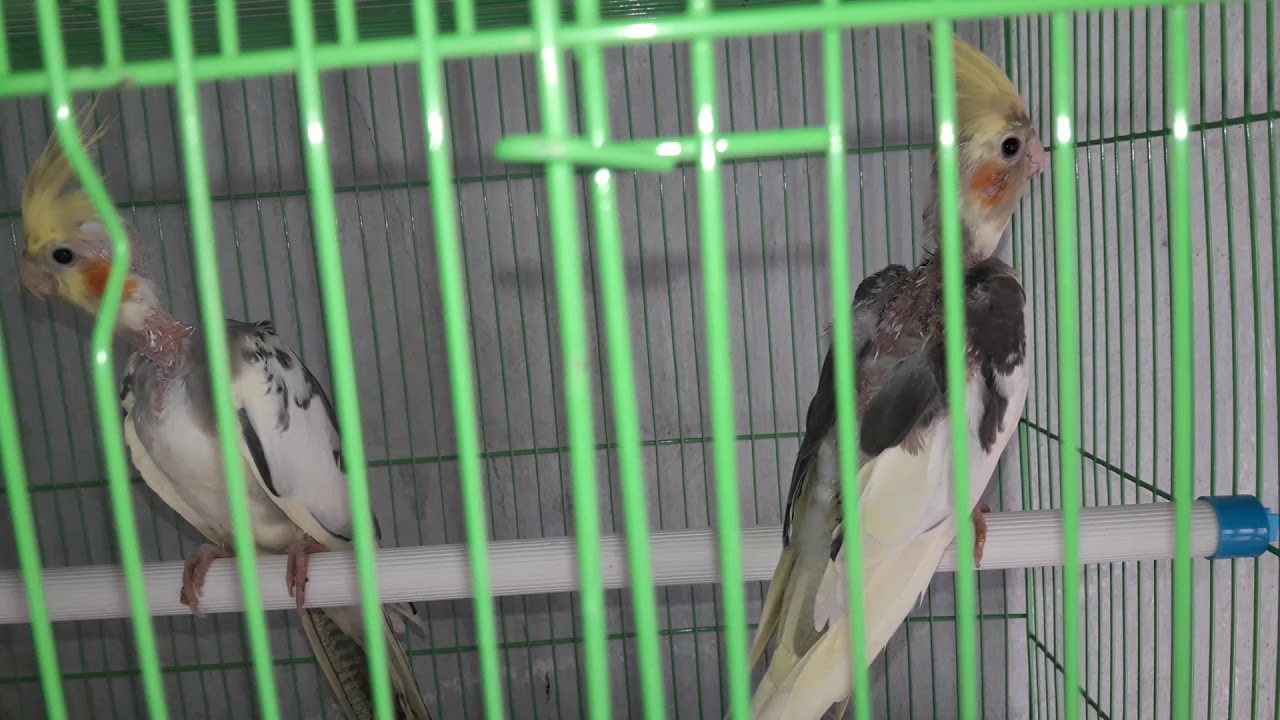 Today I have separated my two cokatail babies to a new cage.