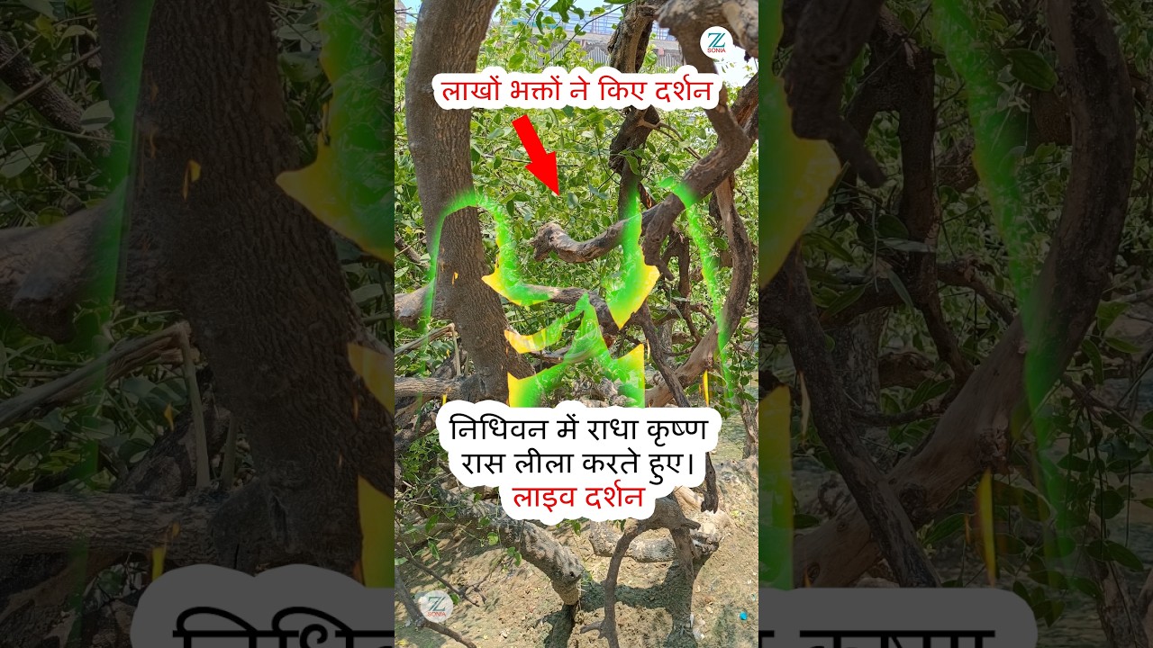 #zsoniaराधा कृष्ण रासलीला दर्शन Live #radhakrishna #livedarshan #darshan #radharanidarshan #nidhivan