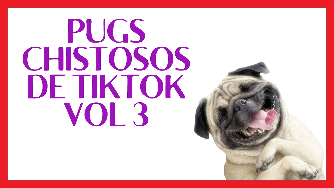🤣🤣 🤣 Pugs Chistosos de Tik Tok 3 🤣🤣🤣