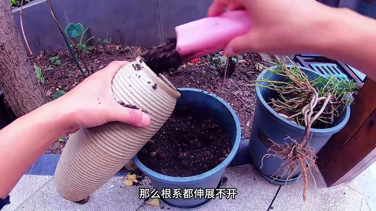 花卉植物何时换盆？怎样换盆？这个视频告诉你 #养花小知识 #花痴日常 #种植小技巧 #太阳花养护 #好喜欢我的家