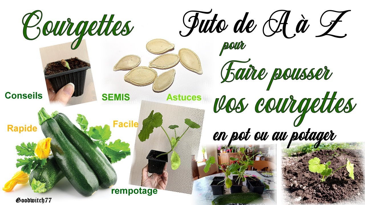 Comment semer & faire pousser des courgettes, en pot ou au potager? Tuto How to sow & grow zucchini?