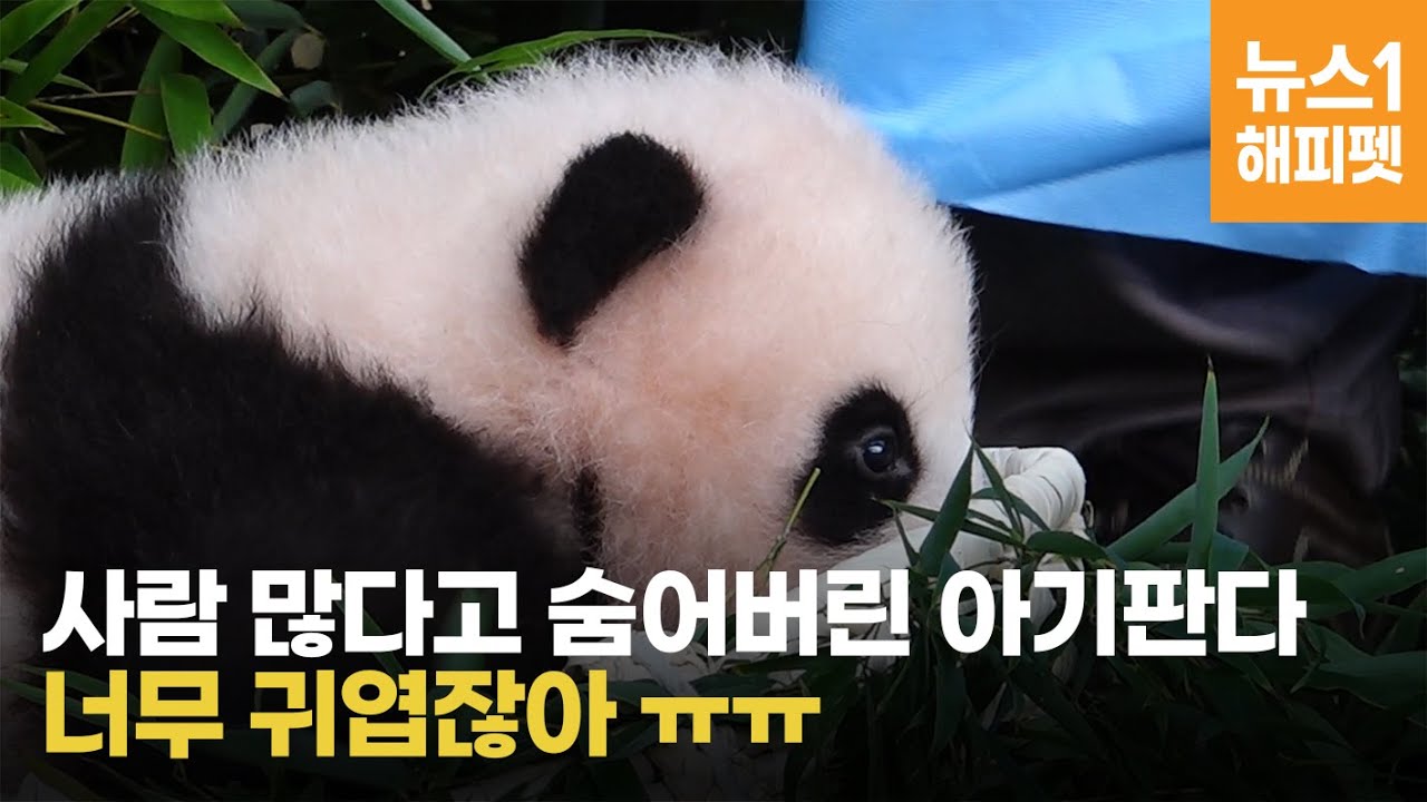 꼬물꼬물 아기판다…100일 맞아 손님들 앞에서 이름 공개(panda)
