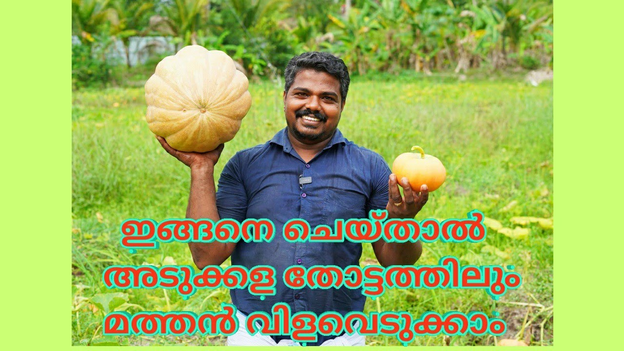 ഇങ്ങനെ ചെയ്താൽ അടുക്കള തോട്ടത്തിലും മത്തൻ വിളവെടുക്കാം
