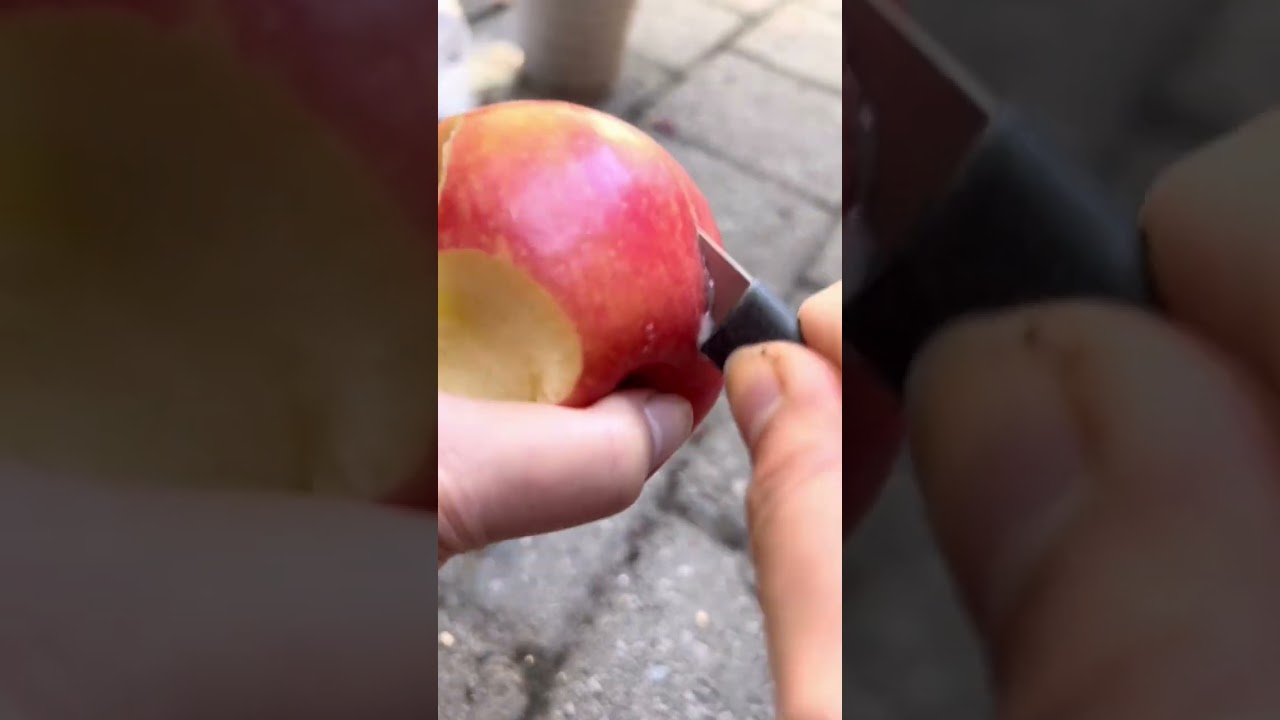 How to grow Honeycrisp Apples into a Plant - full vid up now!🍎 #howtowithjessie