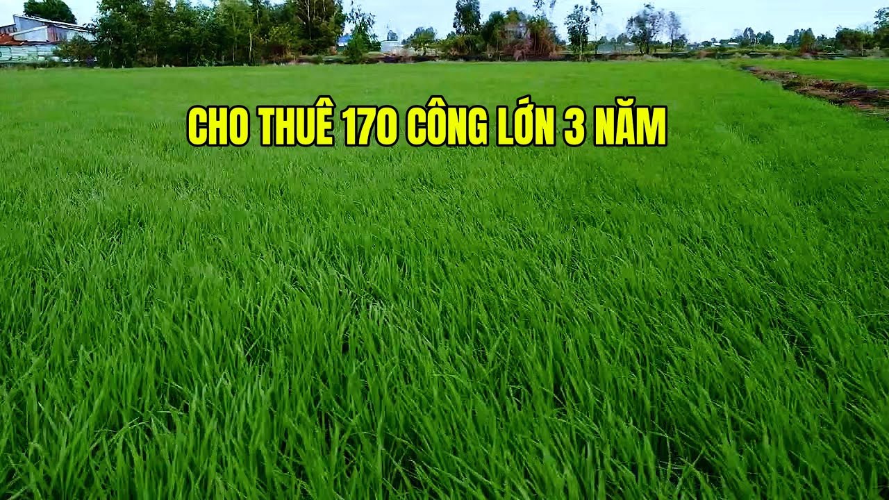 CHO THU&Ecirc; ĐẤT RUỘNG | CHO THU&Ecirc; 170 C&Ocirc;NG LỚN 3 NĂM | L&ecirc; Văn M&eacute;p Cho thu&ecirc; đất ruộng gi&aacute; tốt