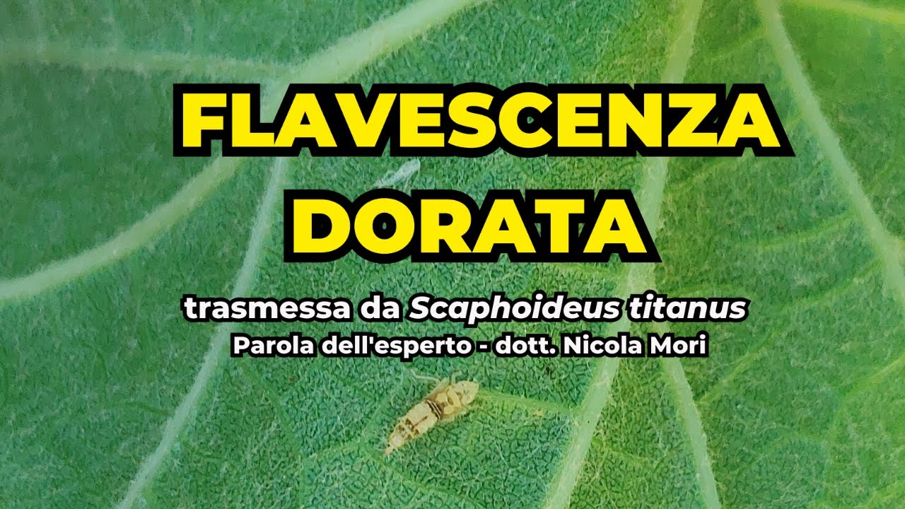 Flavescenza dorata trasmessa da Scaphoideus titanus, la parola dell’esperto