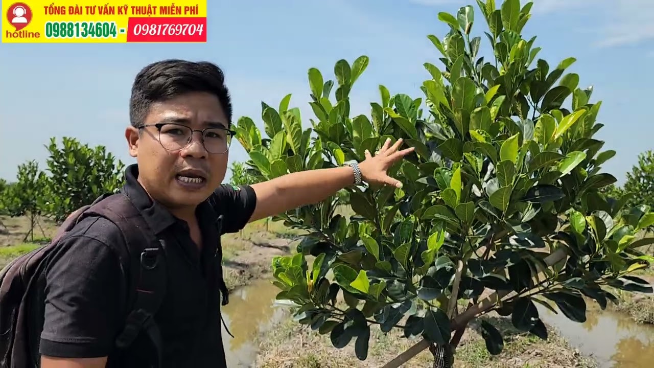 Hướng Dẫn Tỉa Cành và Cắt Đọt Cho Vườn Mít Indo Ruột Đỏ 8 Tháng Tuổi - Xử Lý Sau Khi Cắt Tỉa Cành