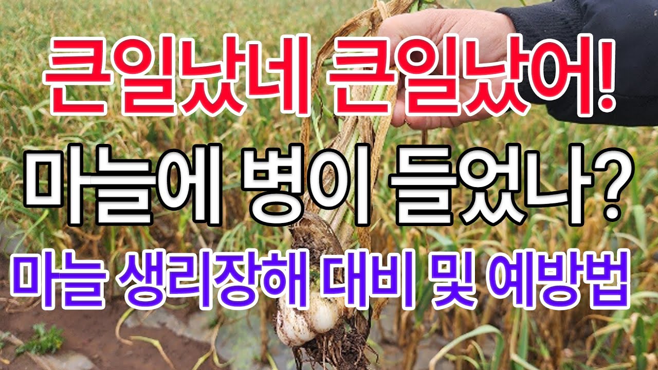 마늘생리장해 예방 및 방제방법